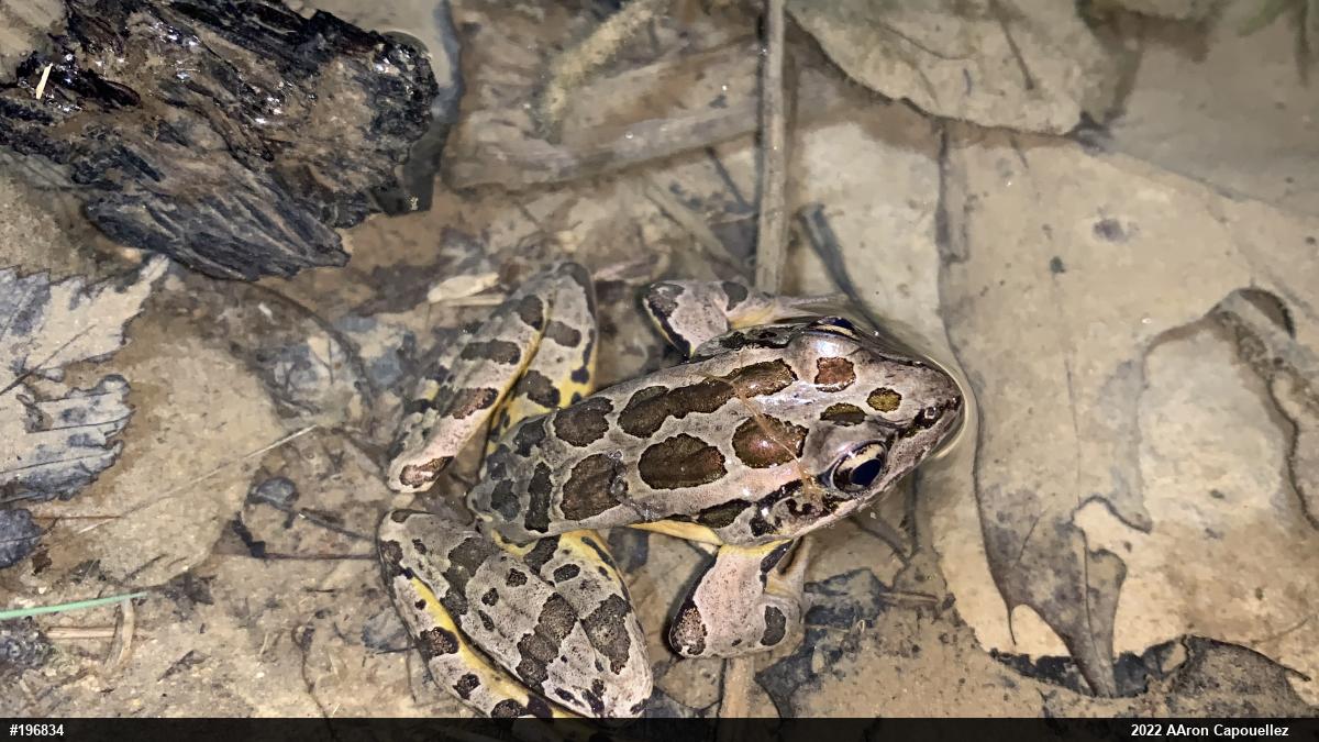 Pickerel Frog
