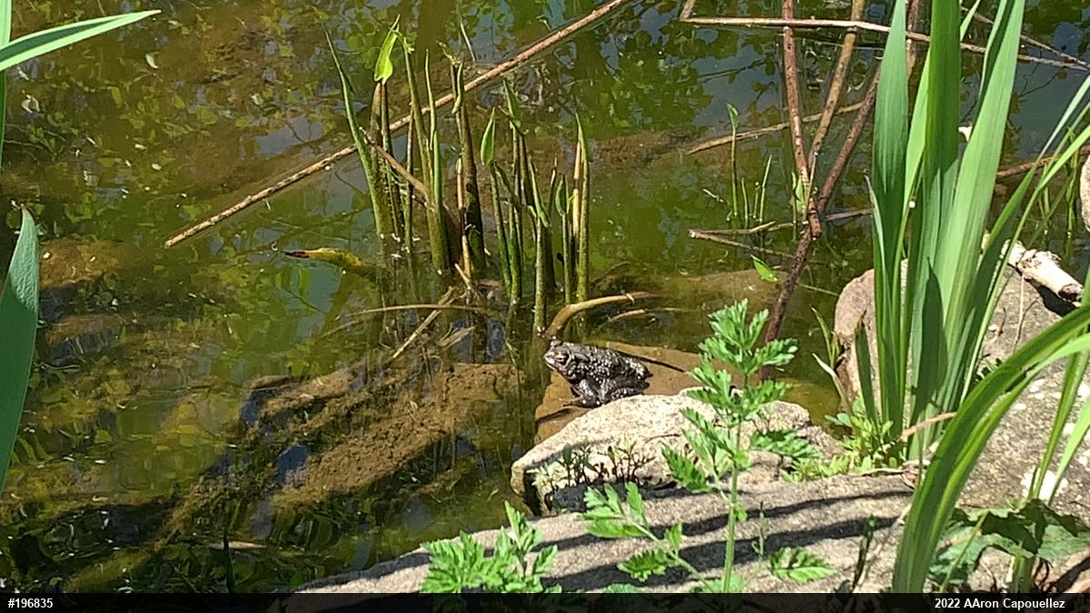 Eastern American Toad