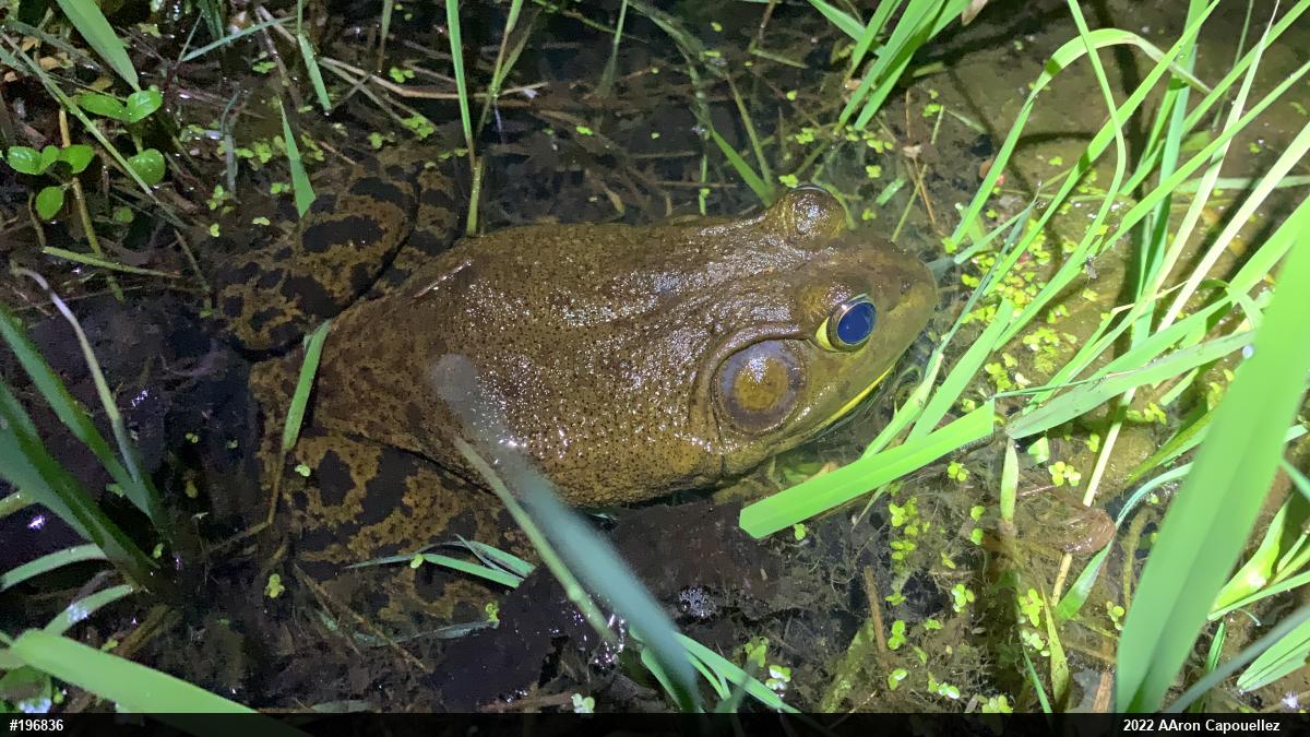 American Bullfrog