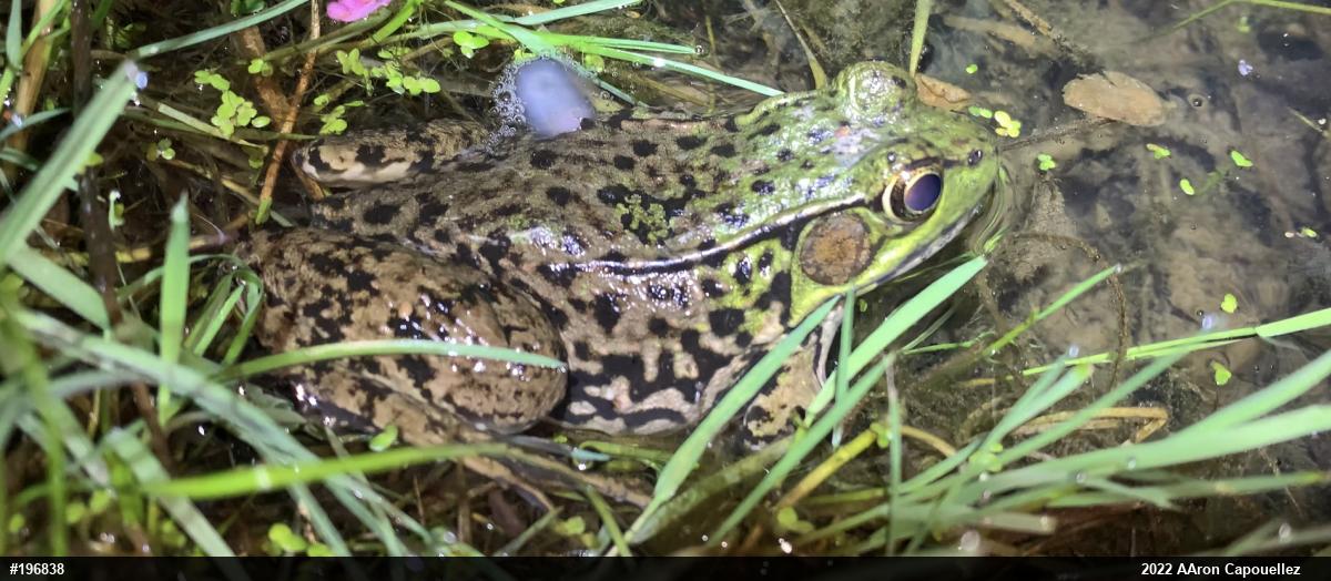 Green Frog