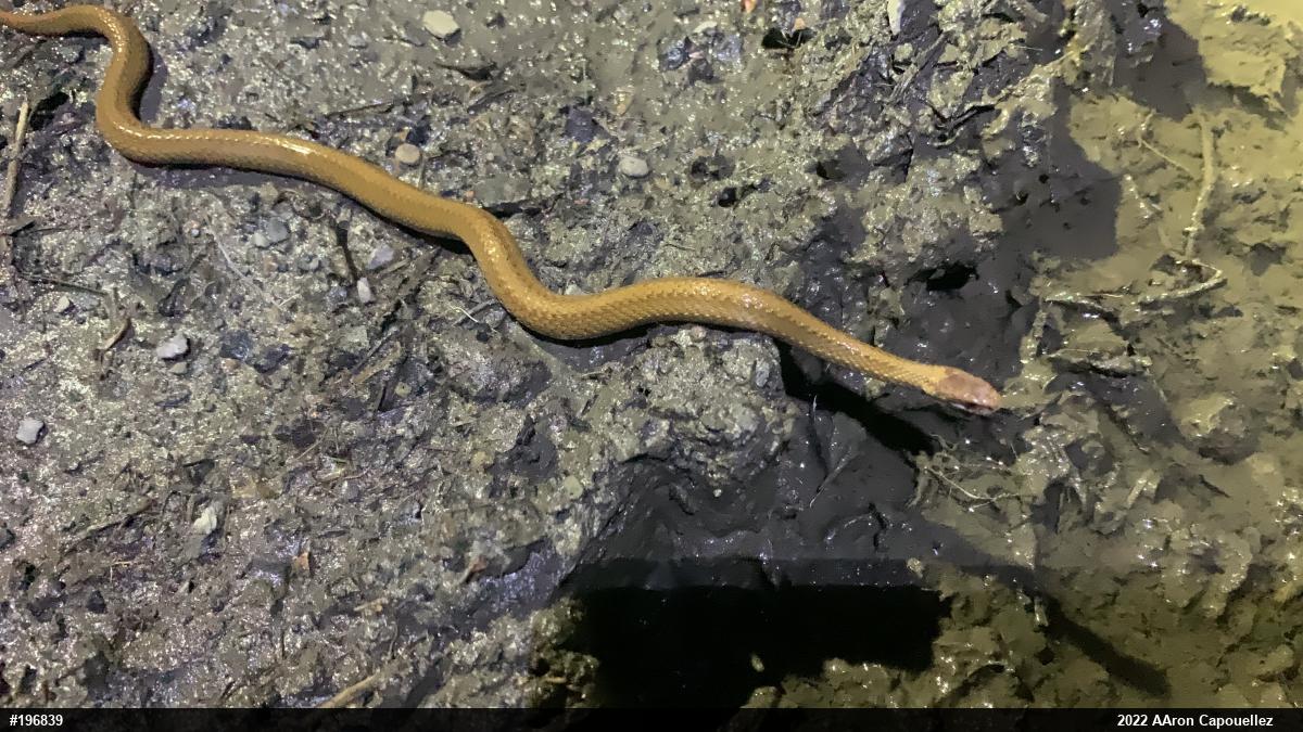 Red-bellied Snake