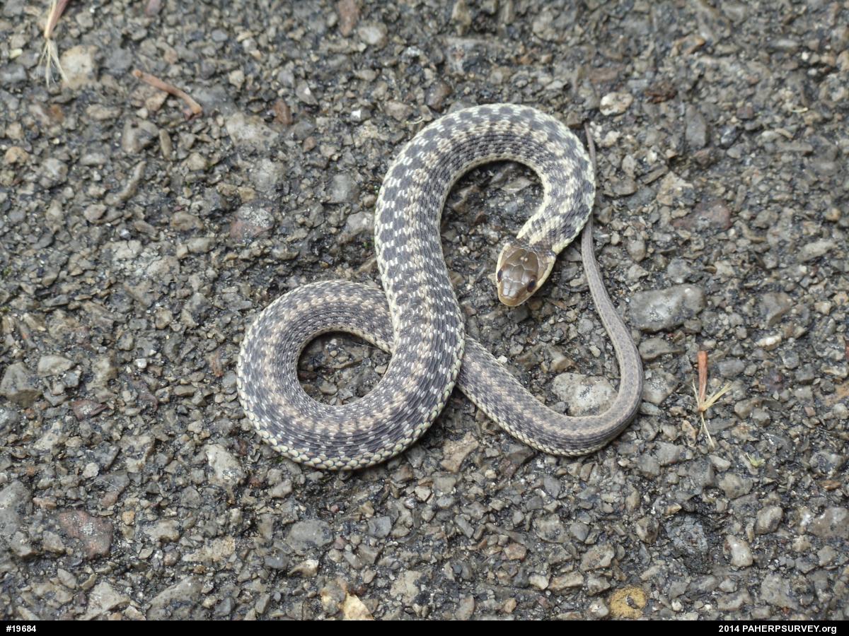 Eastern Gartersnake