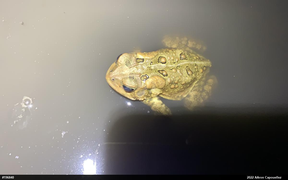 Eastern American Toad