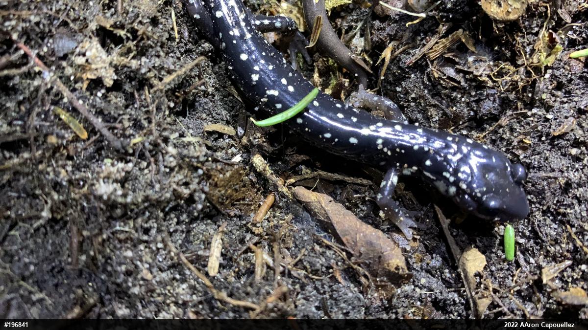 Northern Slimy Salamander