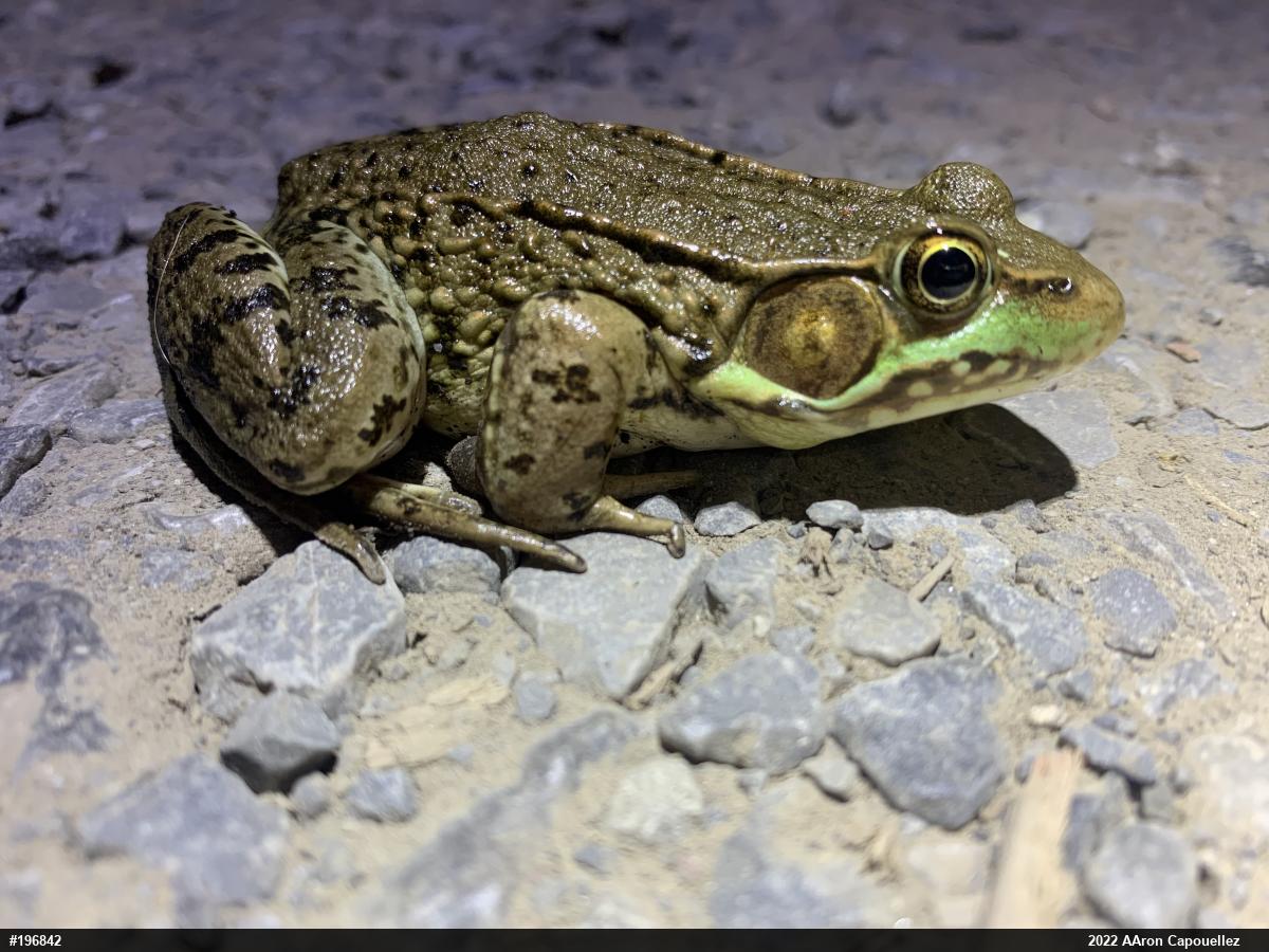 Green Frog