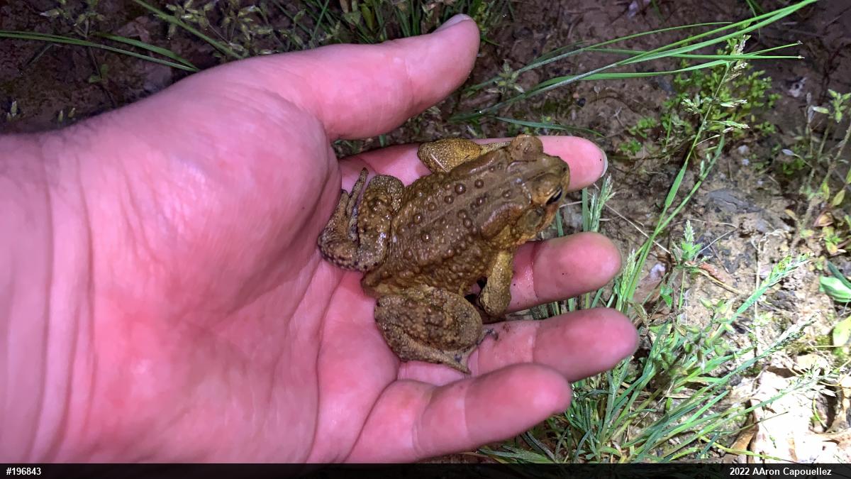 Eastern American Toad