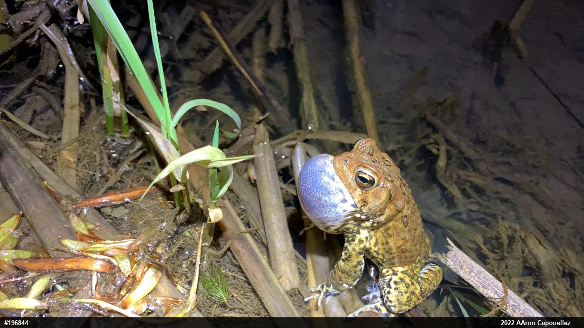 Eastern American Toad