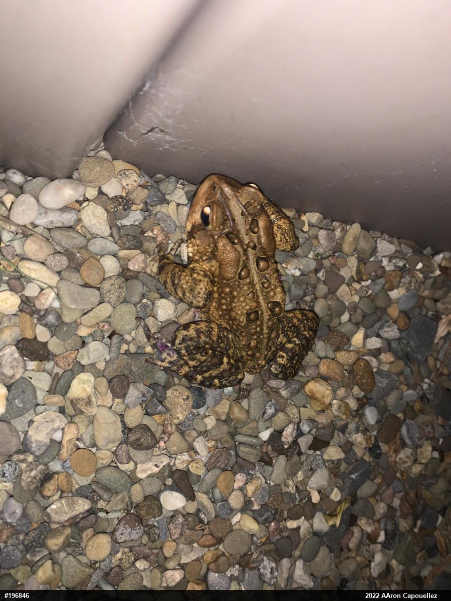 Eastern American Toad