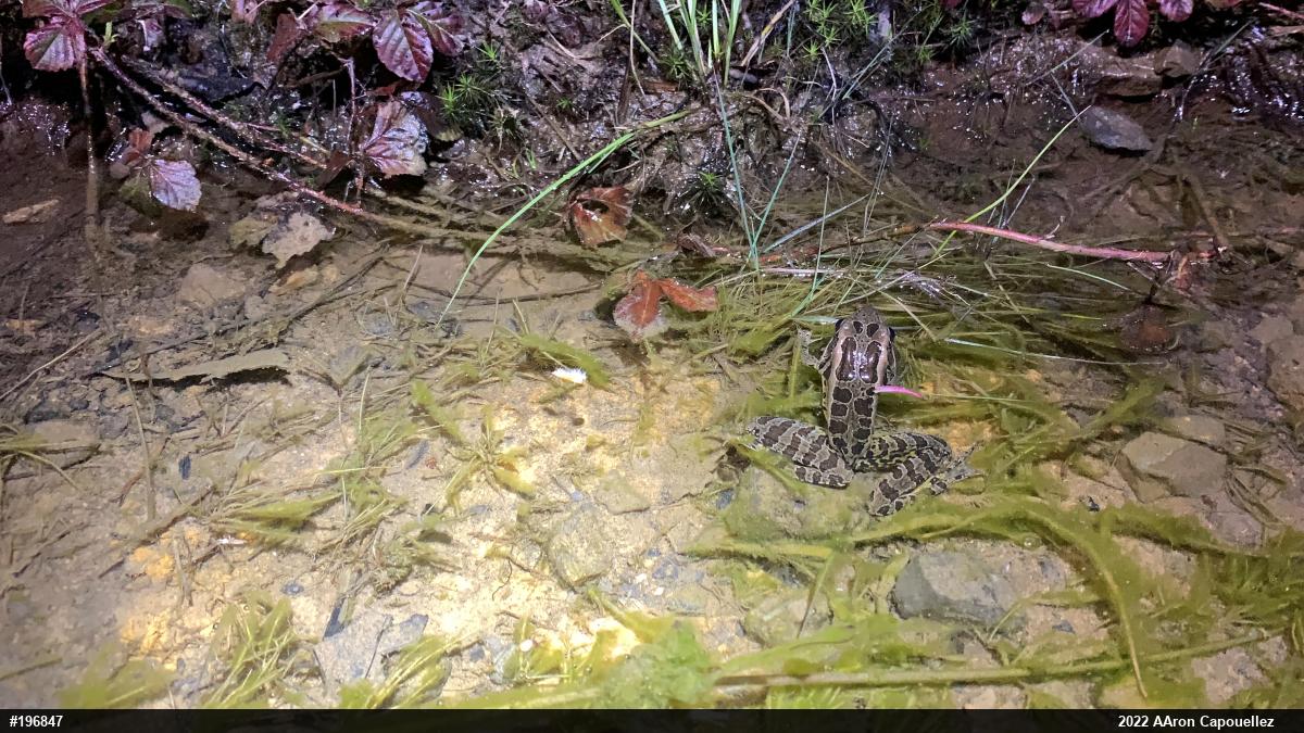 Pickerel Frog