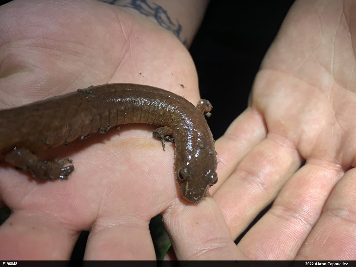 Northern Spring Salamander
