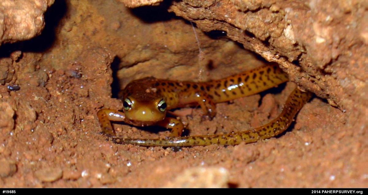 Eastern Long-tailed Salamander