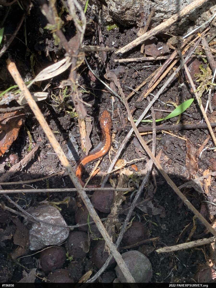 Eastern Red-backed  Salamander