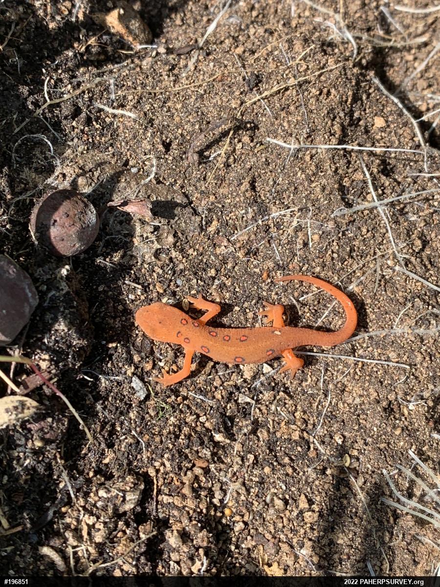 Red-spotted Newt