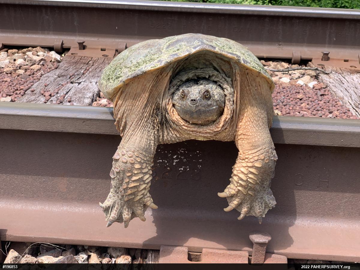 Snapping Turtle