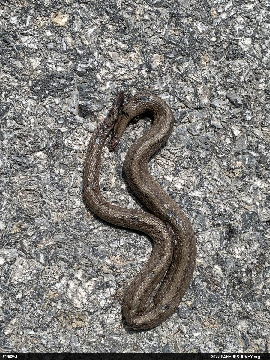 Dekay's Brownsnake