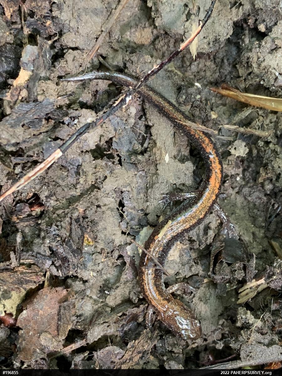 Eastern Red-backed  Salamander