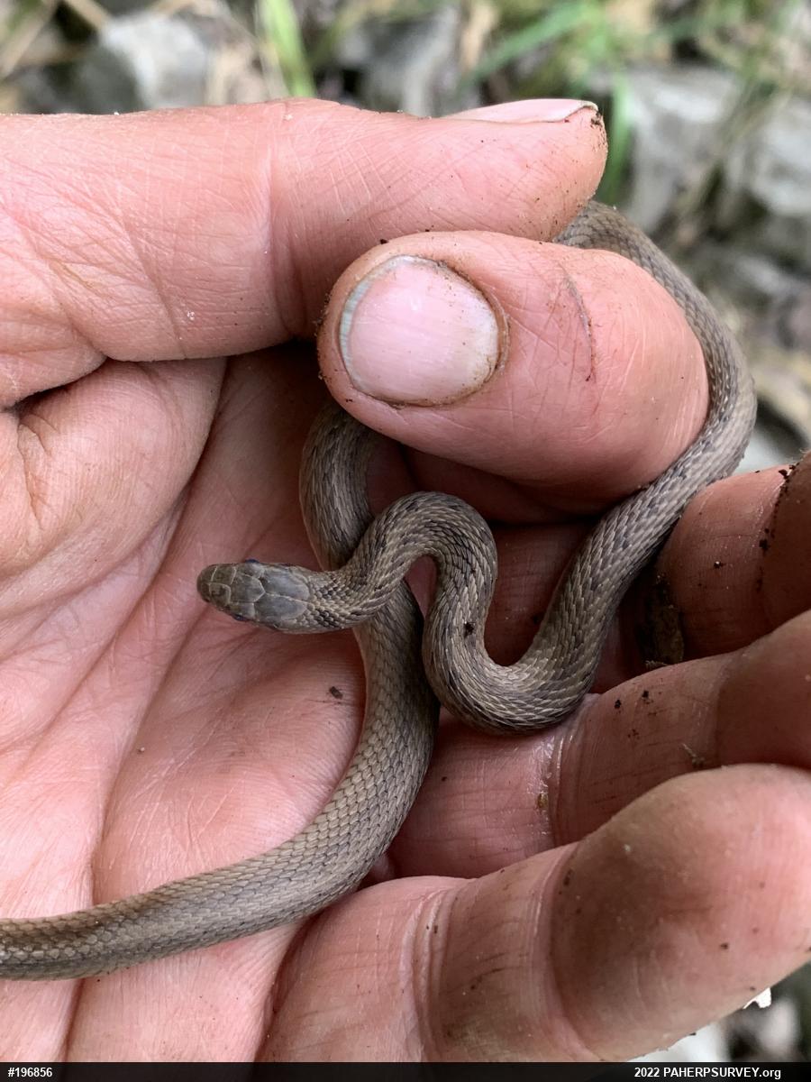 Dekay's Brownsnake