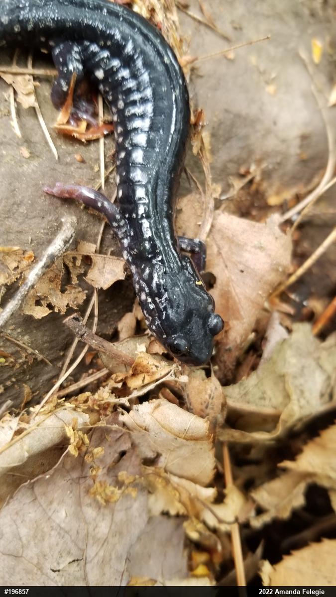 Northern Slimy Salamander