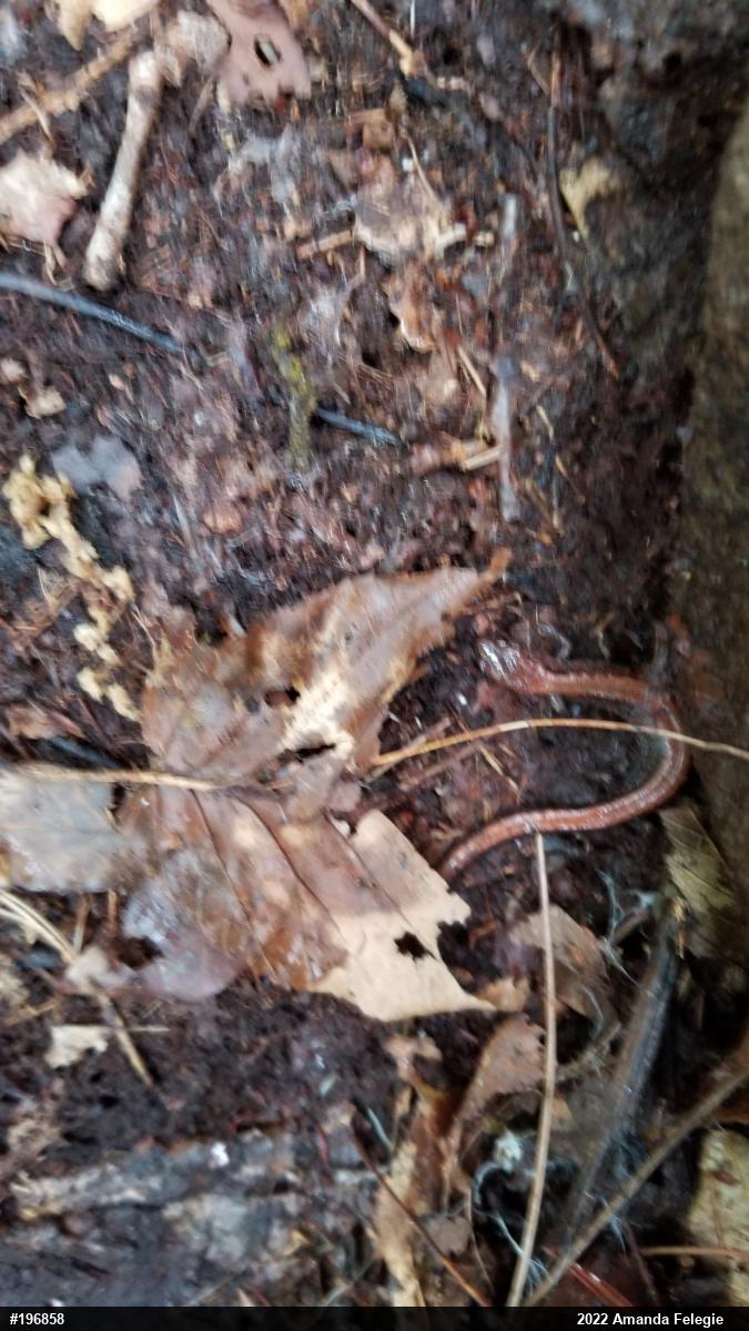 Eastern Red-backed  Salamander