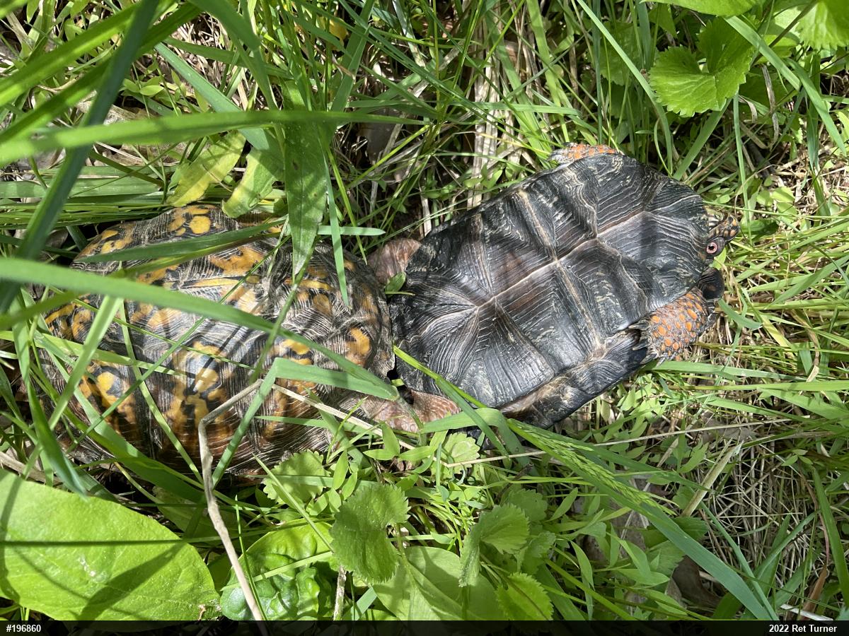 Eastern Box Turtle