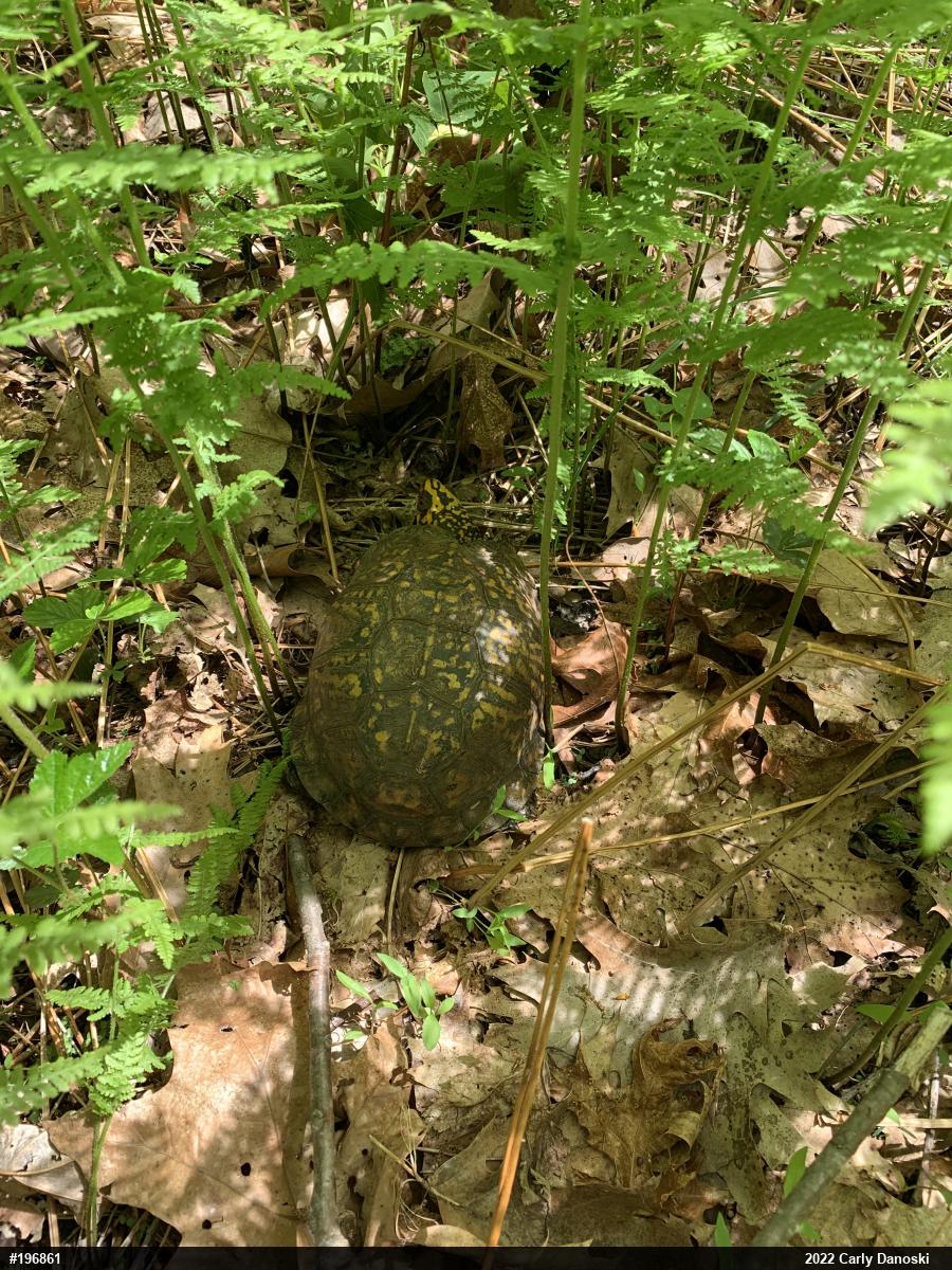 Eastern Box Turtle