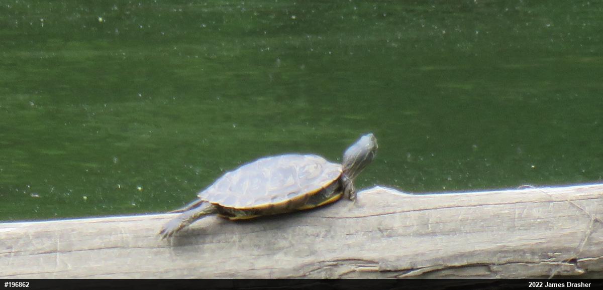 Northern Map Turtle