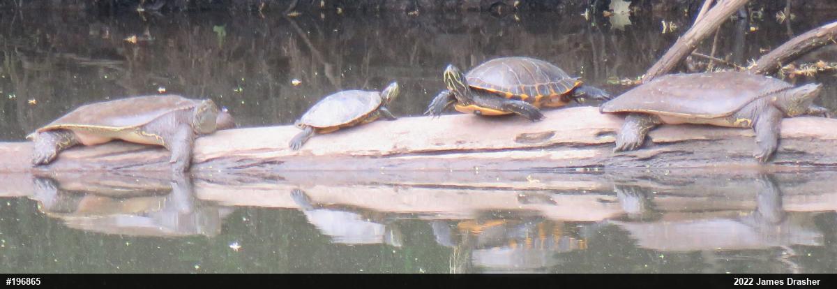 Red-eared Slider