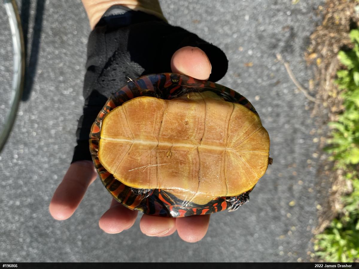 Eastern Painted Turtle