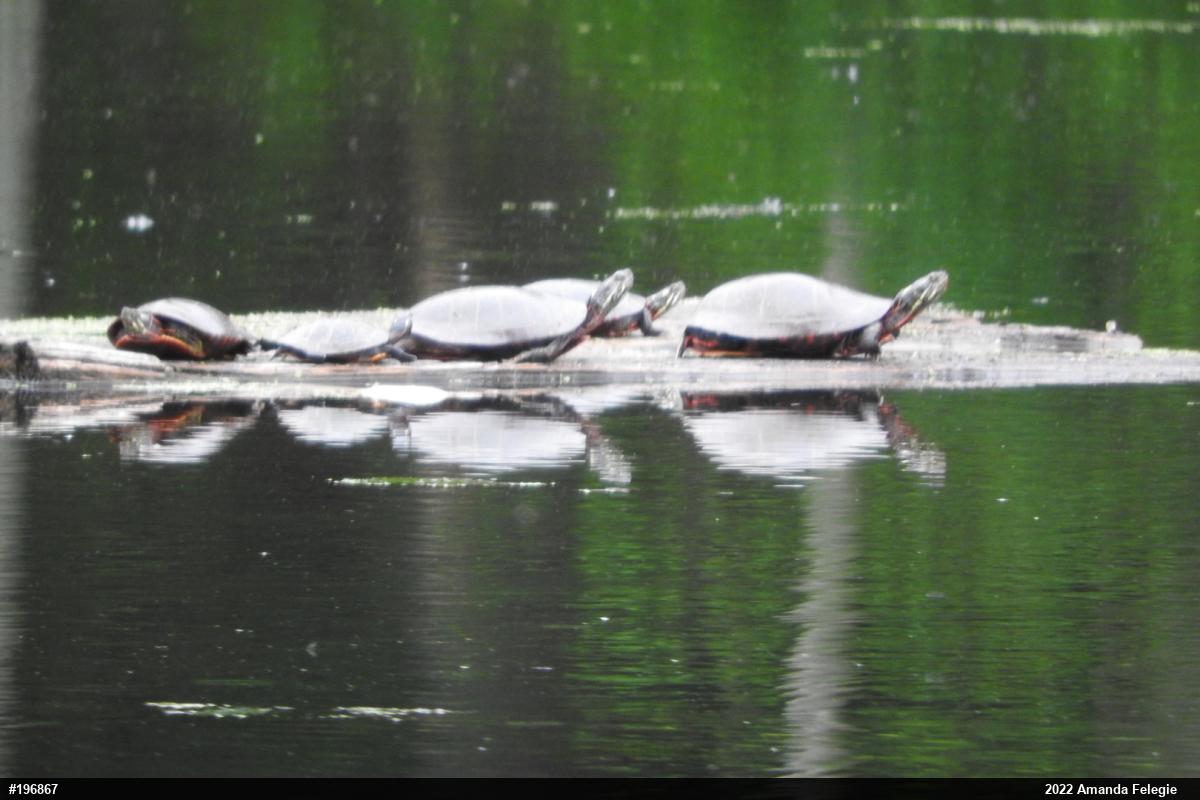 Painted Turtle