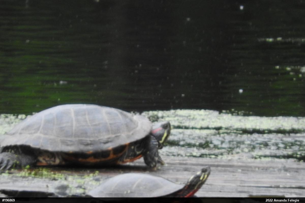 Red-eared Slider