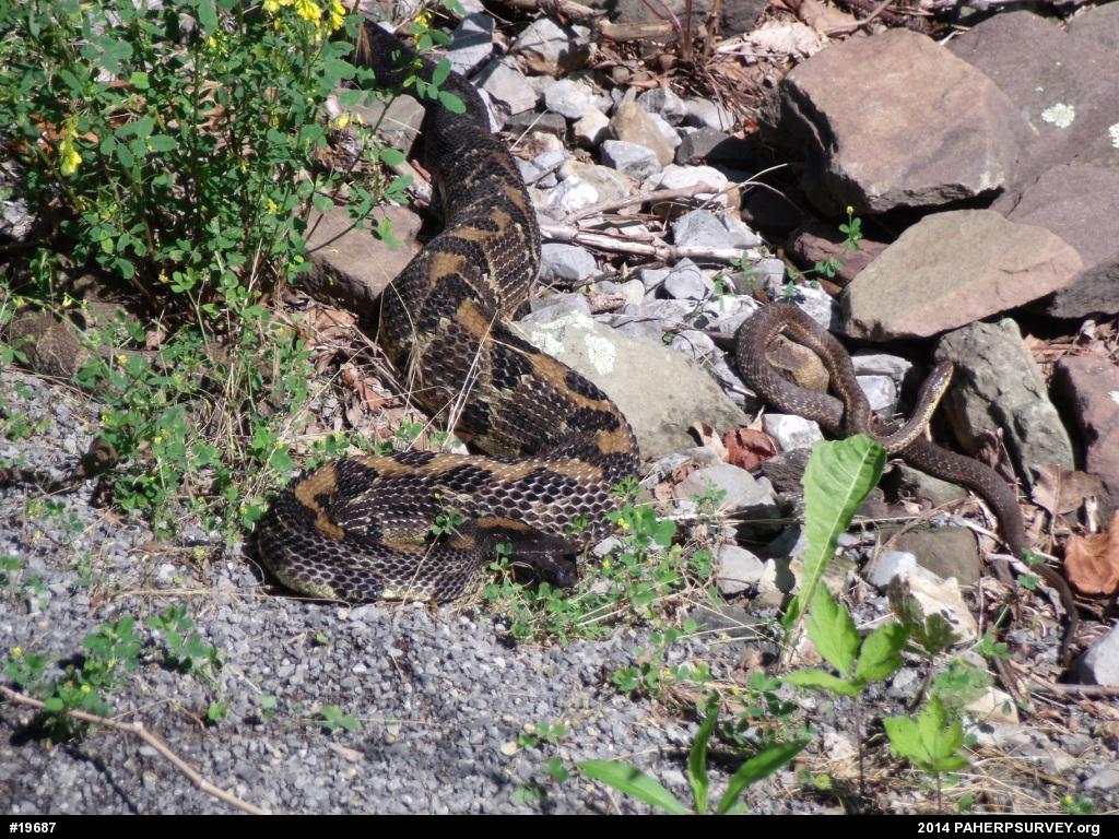 Eastern Gartersnake