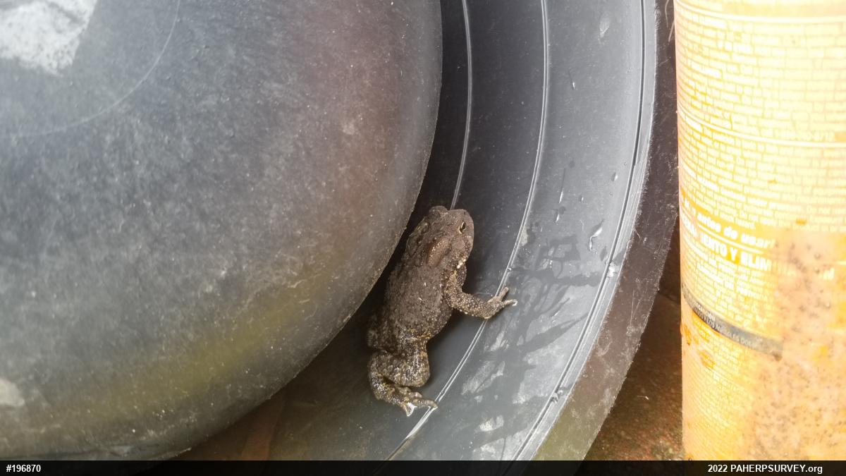 Eastern American Toad