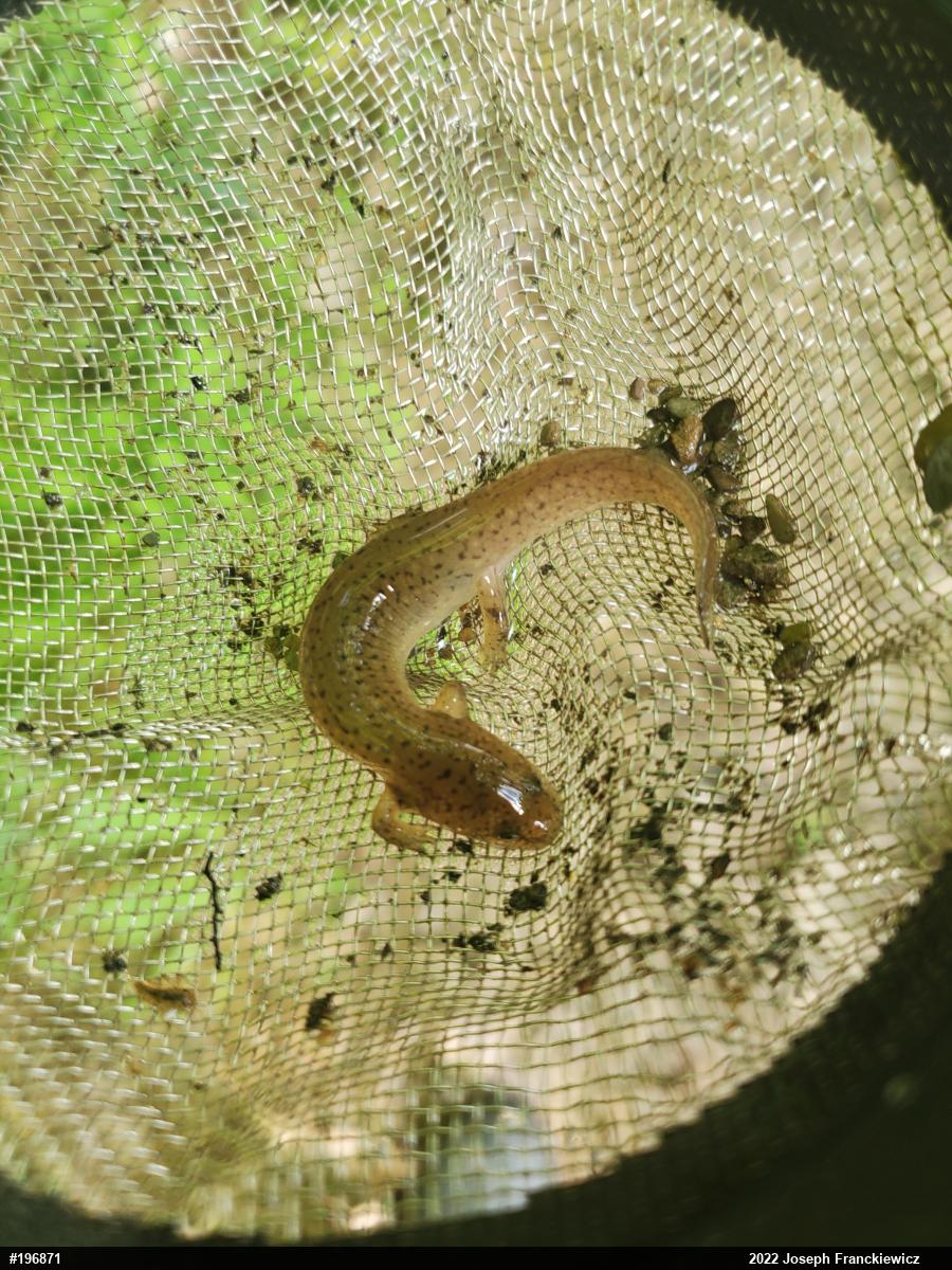 Northern Red Salamander