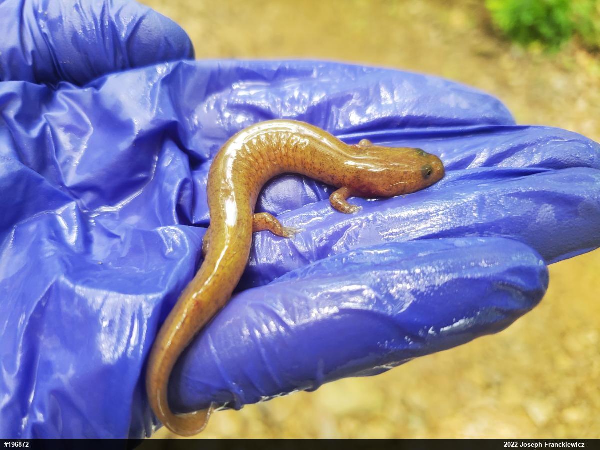 Northern Spring Salamander