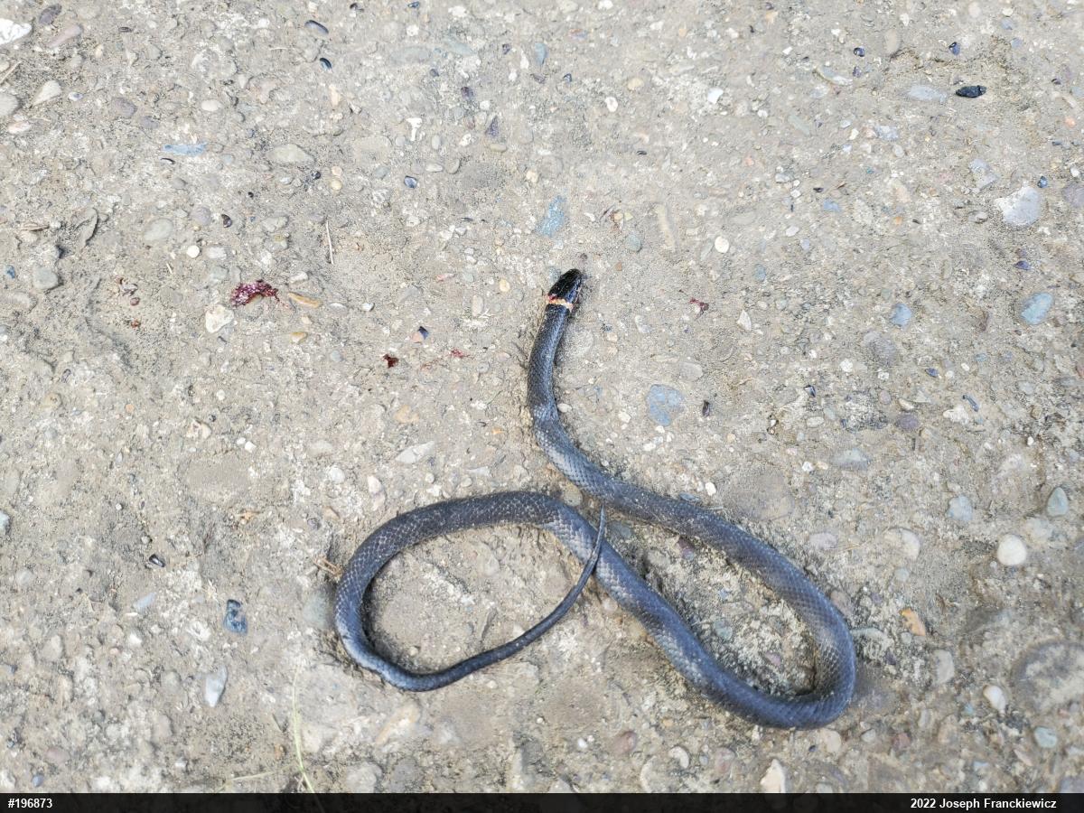 Northern Ring-necked Snake