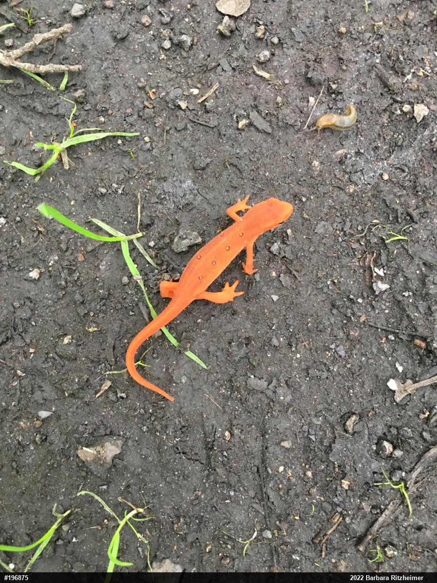 Red-spotted Newt