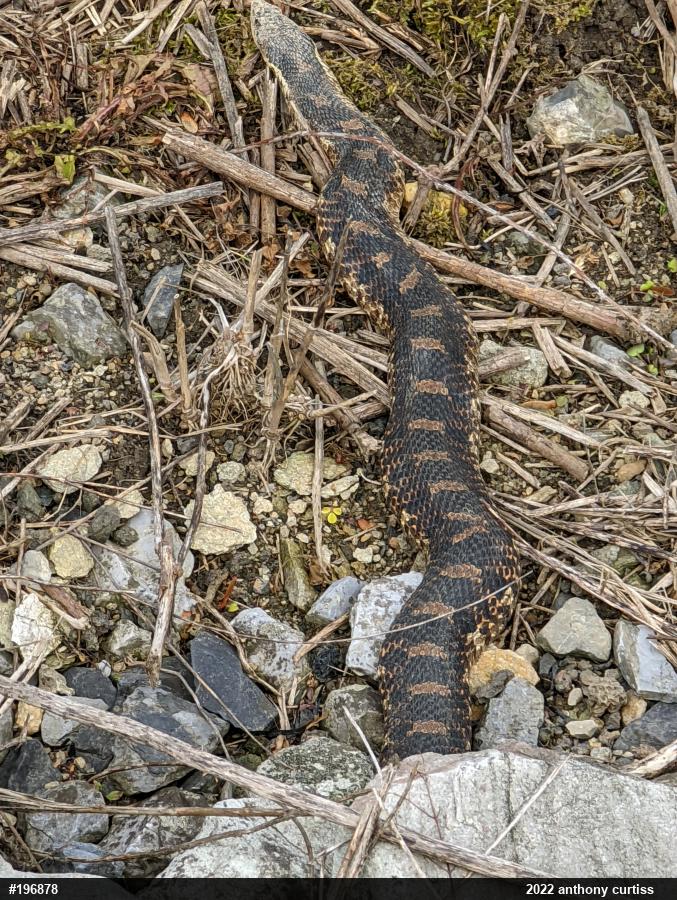 Eastern Hog-nosed Snake