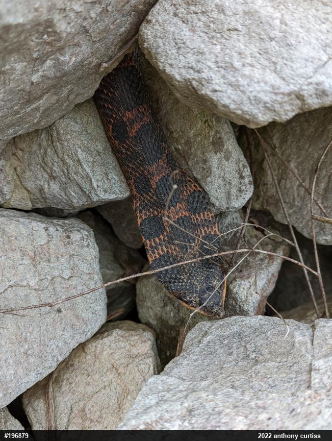Eastern Hog-nosed Snake