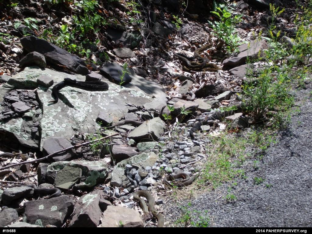 Northern Watersnake