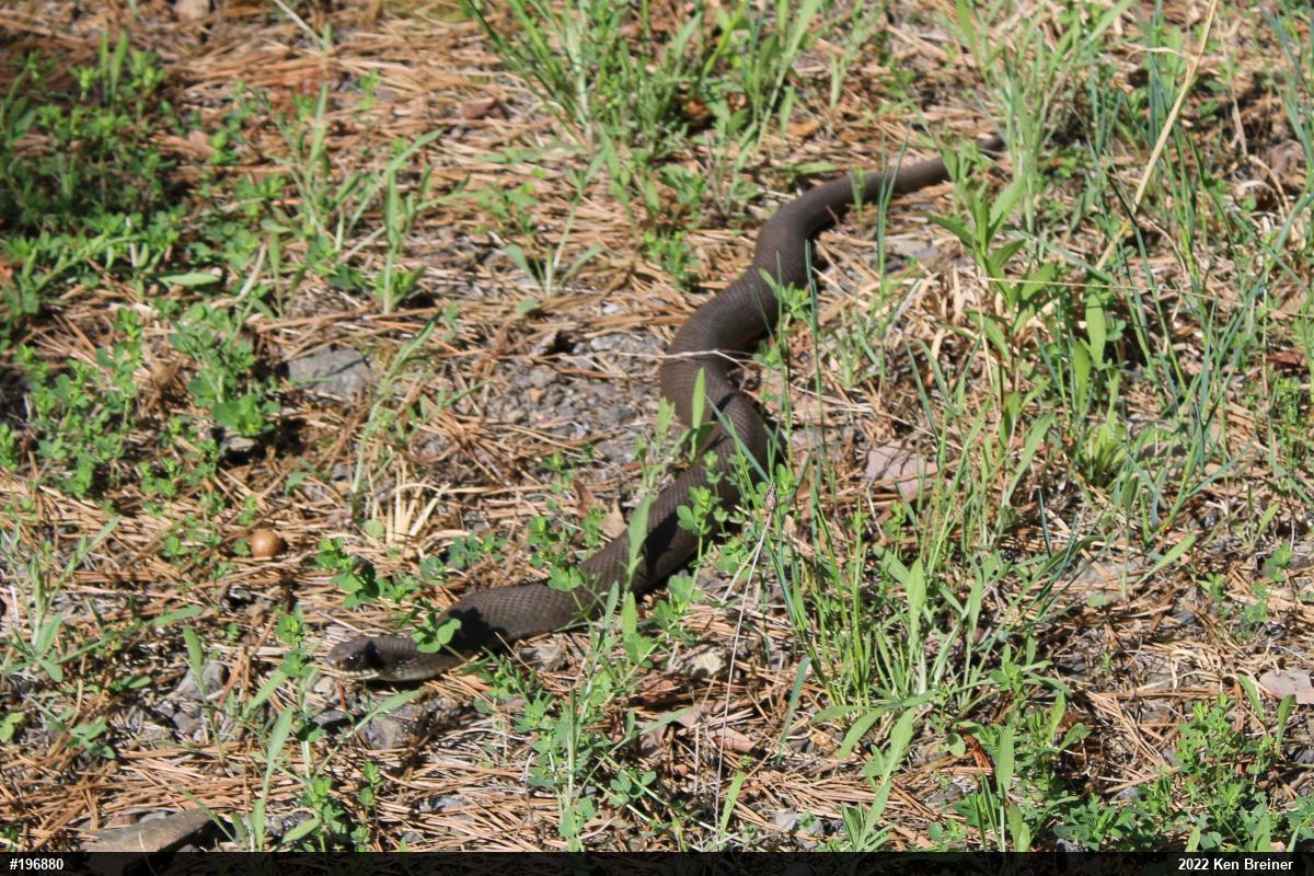 Eastern Hog-nosed Snake