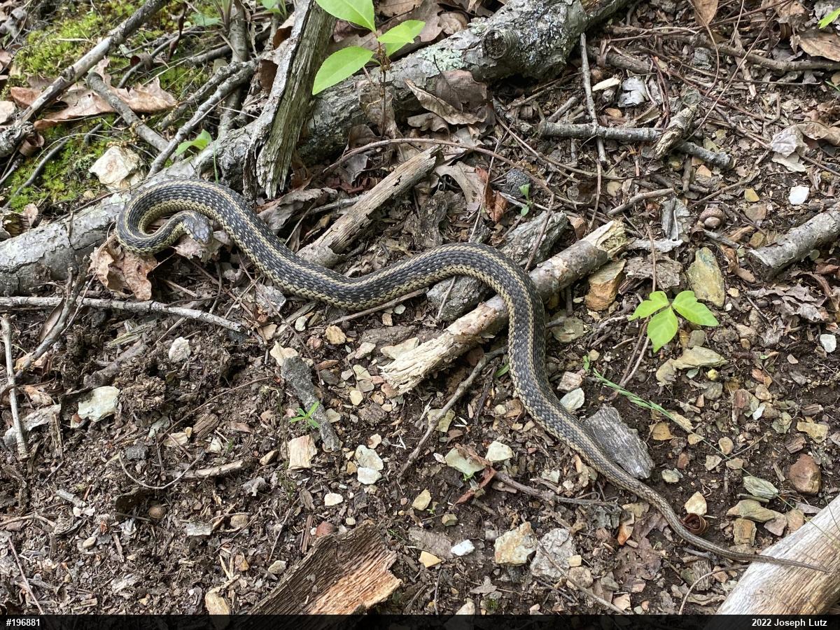 Eastern Gartersnake