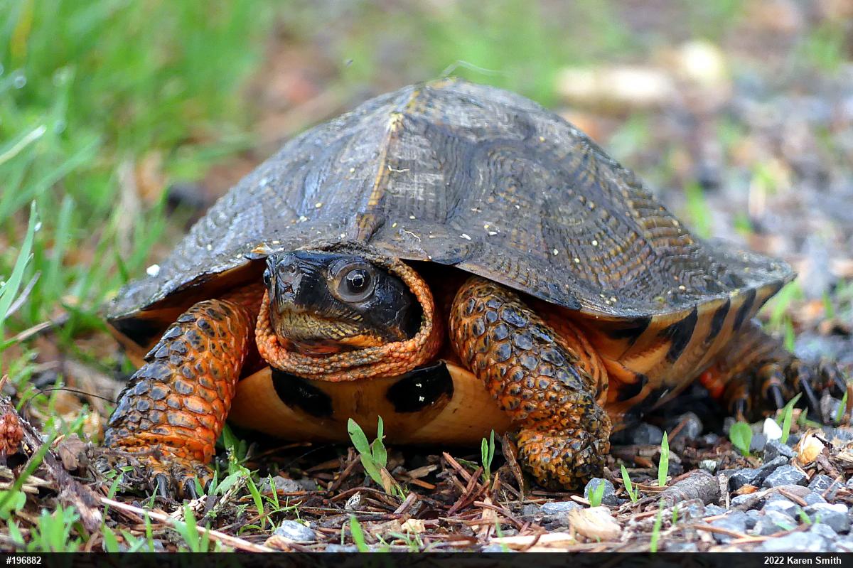 Wood Turtle