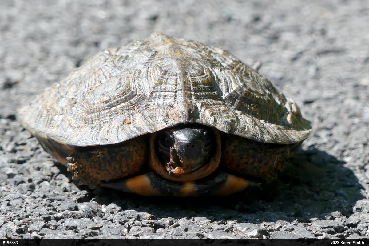 Wood Turtle