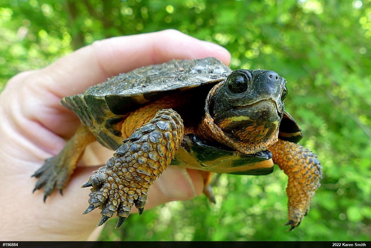 Wood Turtle