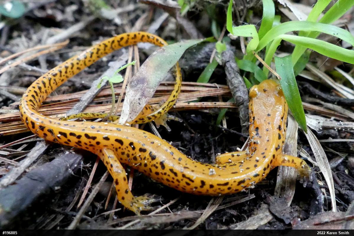 Eastern Long-tailed Salamander