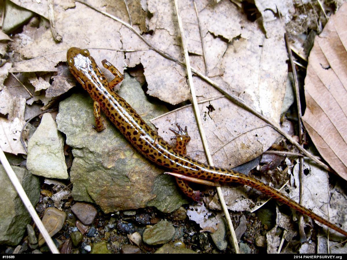 Eastern Long-tailed Salamander