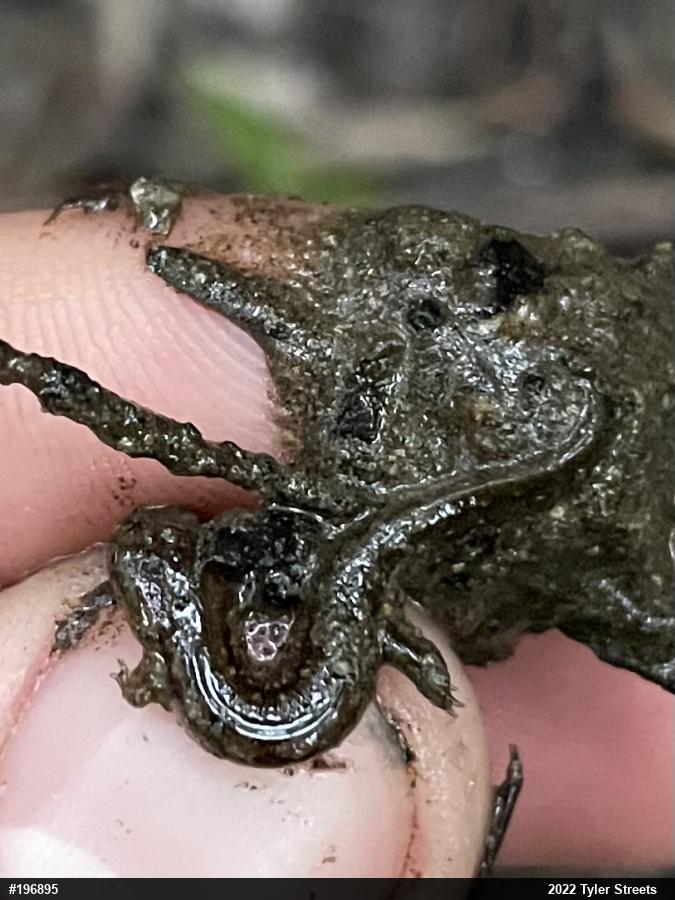Northern Dusky Salamander