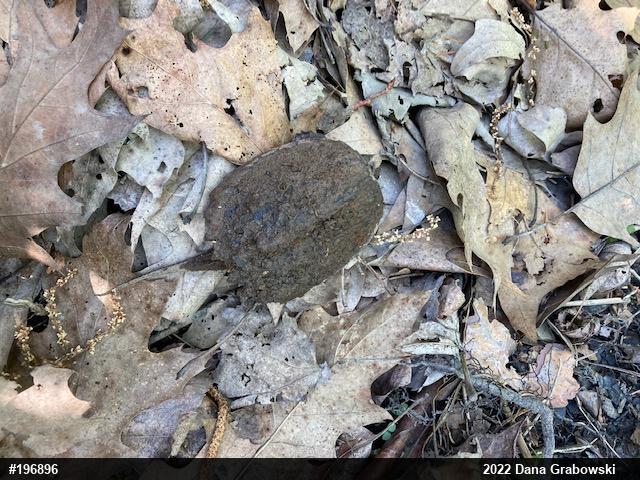 Snapping Turtle