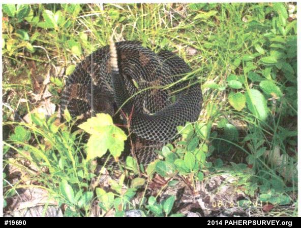 Timber Rattlesnake