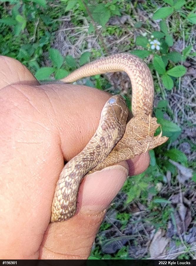 Eastern Gartersnake
